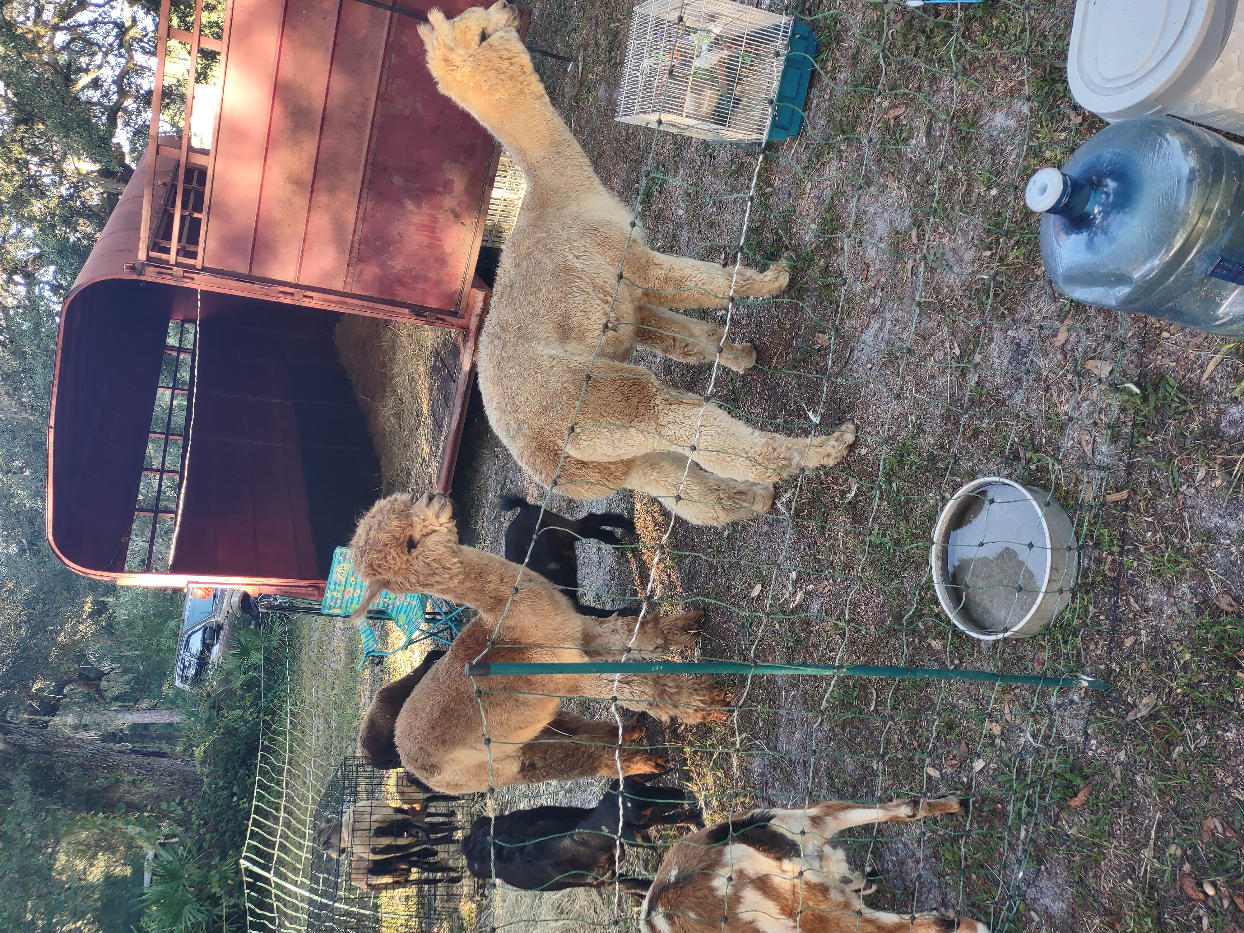 baby llamas, alpacas